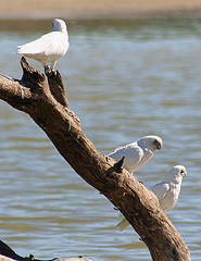 Cacatua tenuirostris