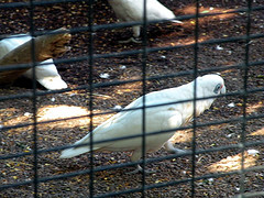 Cacatua pastinator