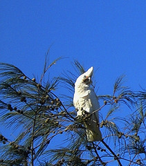 Cacatua sanguinea