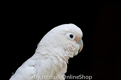 Cacatua goffiniana
