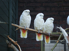 Cacatua haematuropygia