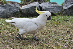 Cacatua sulphurea