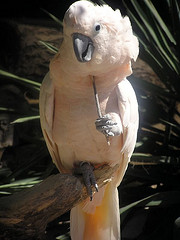 Cacatua moluccensis