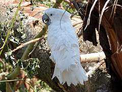 Cacatua alba