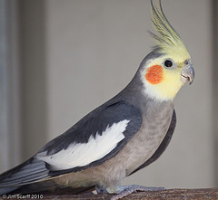 Nymphicus hollandicus