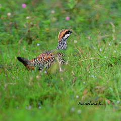 Francolinus pintadeanus