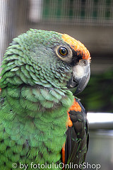 Poicephalus gulielmi