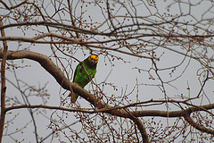 Poicephalus flavifrons