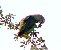 Poicephalus fuscicollis