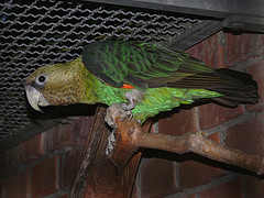Poicephalus robustus