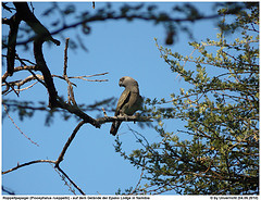 Poicephalus rueppellii