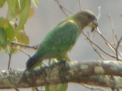 Poicephalus cryptoxanthus