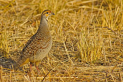 Francolinus pondicerianus