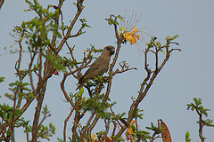Poicephalus rufiventris