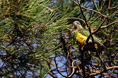 Poicephalus senegalus