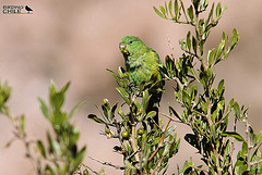 Psilopsiagon aurifrons