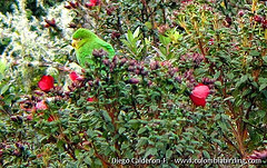 Bolborhynchus ferrugineifrons
