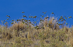Bolborhynchus orbygnesius