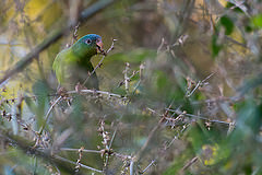 Nannopsittaca dachilleae