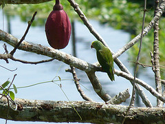 Brotogeris sanctithomae