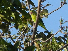 Brotogeris jugularis