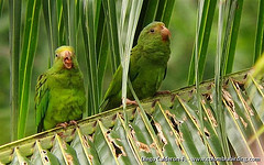Brotogeris cyanoptera