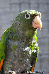 Brotogeris chrysoptera