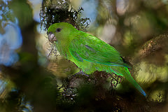 Triclaria malachitacea