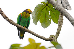 Pyrilia aurantiocephala