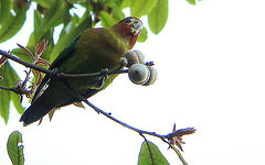 Hapalopsittaca amazonina