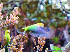 Hapalopsittaca fuertesi