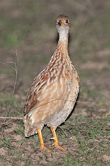 Peliperdix albogularis