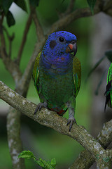 Pionus menstruus
