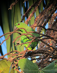Graydidascalus brachyurus