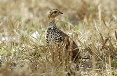 Peliperdix schlegelii