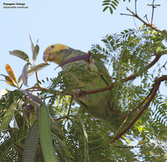 Alipiopsitta xanthops