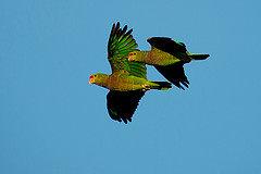 Amazona vinacea