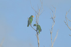 Amazona albifrons