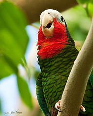Amazona leucocephala