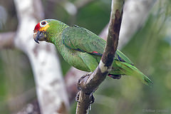 Amazona autumnalis