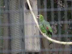 Amazona diadema