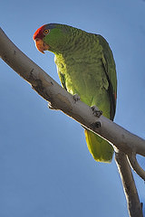 Amazona viridigenalis