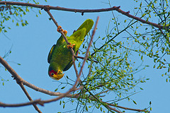 Amazona xantholora