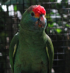 Amazona rhodocorytha