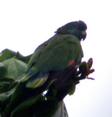 Amazona versicolor