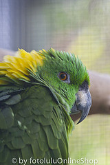 Amazona auropalliata