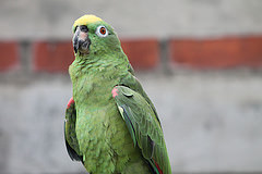 Amazona ochrocephala