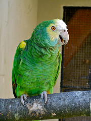 Amazona barbadensis