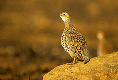 Scleroptila levaillantii