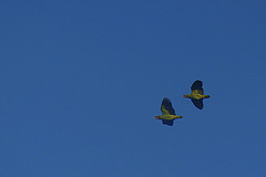 Amazona brasiliensis